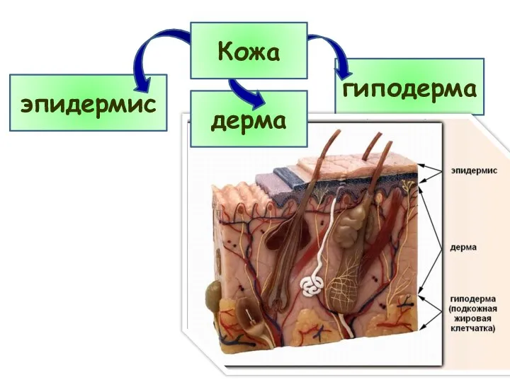 эпидермис гиподерма дерма Кожа