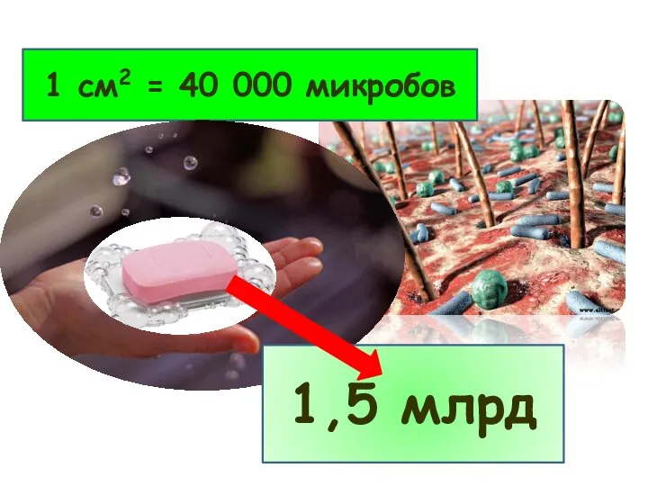 1 см2 = 40 000 микробов 1,5 млрд