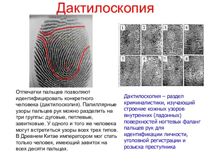 Дактилоскопия Дактилоскопия – раздел криминалистики, изучающий строение кожных узоров внутренних (ладонных) поверхностей