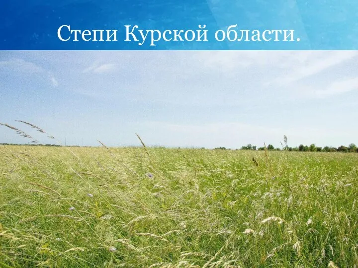 Степи Курской области.