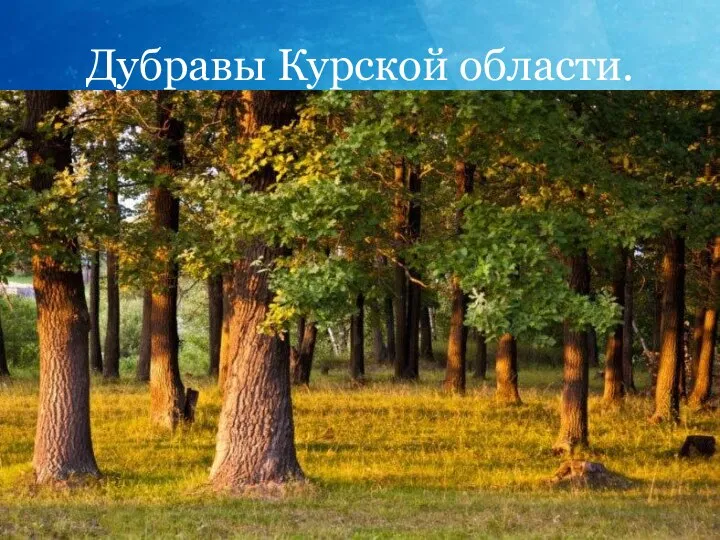 Дубравы Курской области.