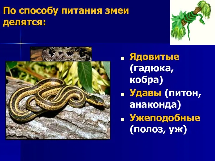 По способу питания змеи делятся: Ядовитые (гадюка, кобра) Удавы (питон, анаконда) Ужеподобные (полоз, уж)