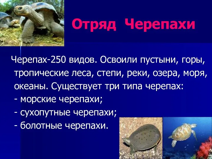 Отряд Черепахи Черепах-250 видов. Освоили пустыни, горы, тропические леса, степи, реки, озера,