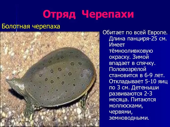 Отряд Черепахи Болотная черепаха Обитает по всей Европе. Длина панциря-25 см. Имеет