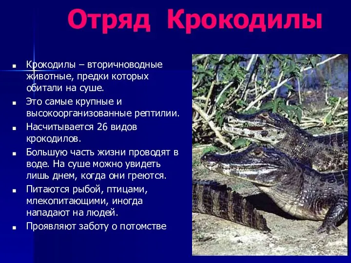 Крокодилы – вторичноводные животные, предки которых обитали на суше. Это самые крупные