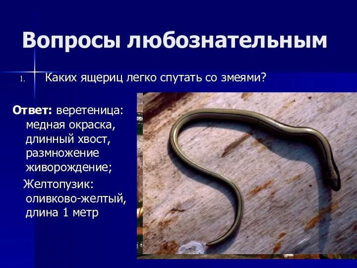 Каких ящериц легко спутать со змеями? Ответ: веретеница: медная окраска, длинный хвост,