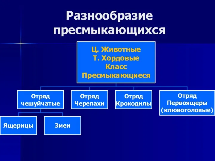 Разнообразие пресмыкающихся