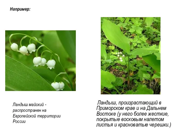 Например: Ландыш майский - распространен на Европейской территории России Ландыш, произрастающий в