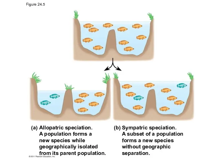 Figure 24.5 (a) (b) Allopatric speciation. A population forms a new species
