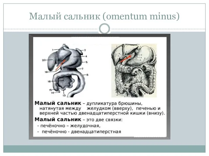 Малый сальник (omentum minus)