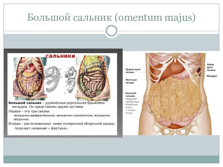 Большой сальник (omentum majus)