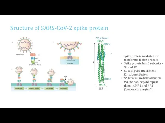 Sructure of SARS-CoV-2 spike protein spike protein mediates the membrane fusion process