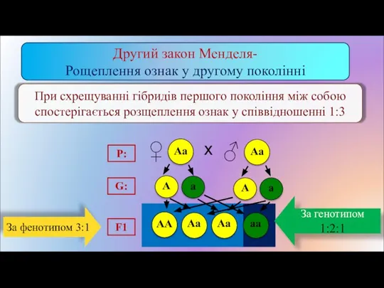 При схрещуванні гібридів першого покоління між собою спостерігається розщеплення ознак у співвідношенні