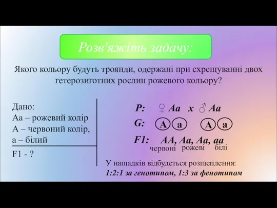 Якого кольору будуть троянди, одержані при схрещуванні двох гетерозиготних рослин рожевого кольору?