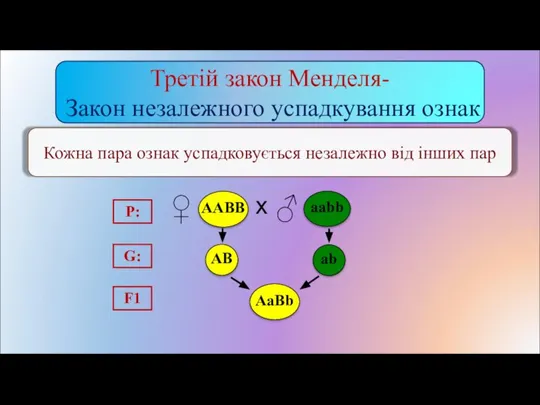 Кожна пара ознак успадковується незалежно від інших пар Третій закон Менделя- Закон