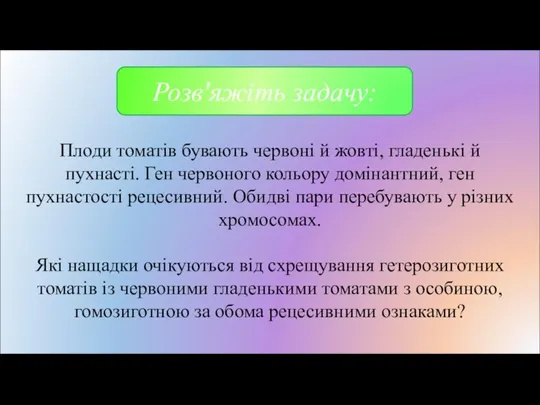 Плоди томатів бувають червоні й жовті, гладенькі й пухнасті. Ген червоного кольору