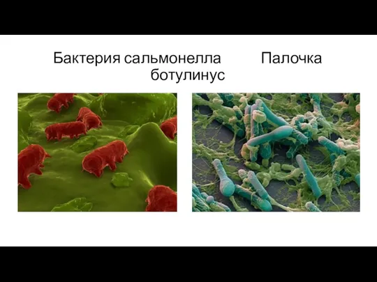 Бактерия сальмонелла Палочка ботулинус