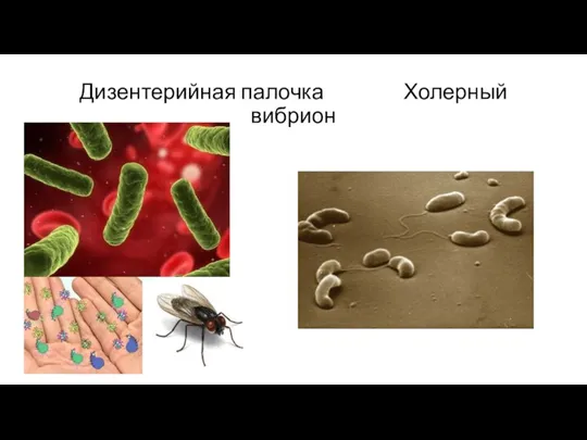 Дизентерийная палочка Холерный вибрион