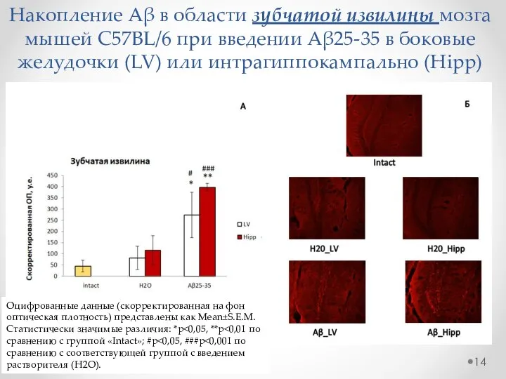 Накопление Aβ в области зубчатой извилины мозга мышей C57BL/6 при введении Aβ25-35