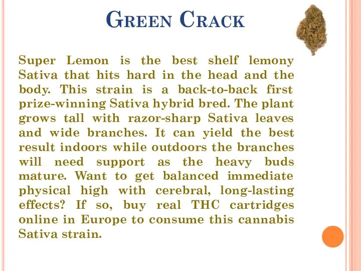 Green Crack Super Lemon is the best shelf lemony Sativa that hits