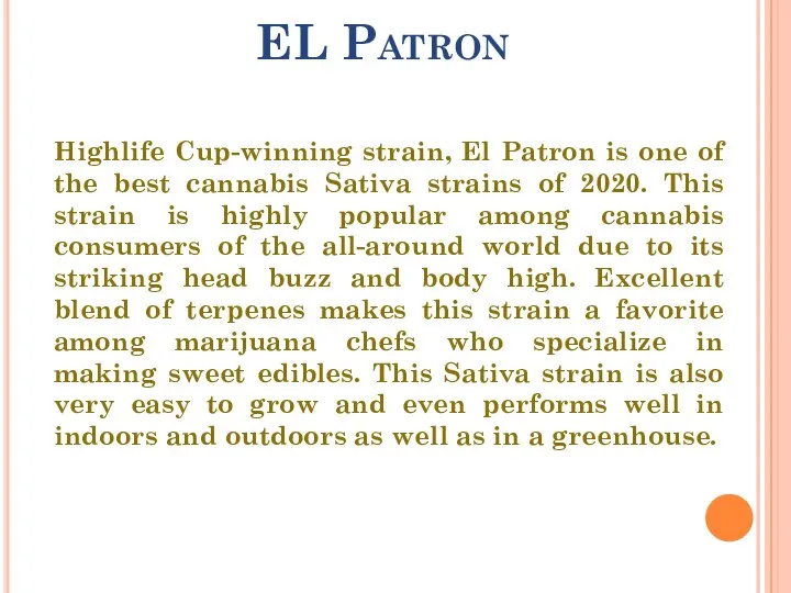 EL Patron Highlife Cup-winning strain, El Patron is one of the best