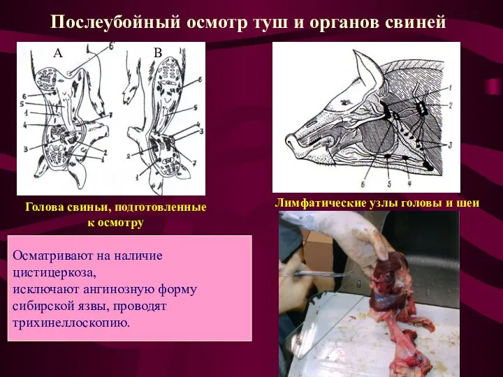 Лимфатические узлы головы и шеи свиньи Голова свиньи, подготовленные к осмотру Послеубойный