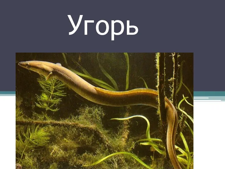 Угорь