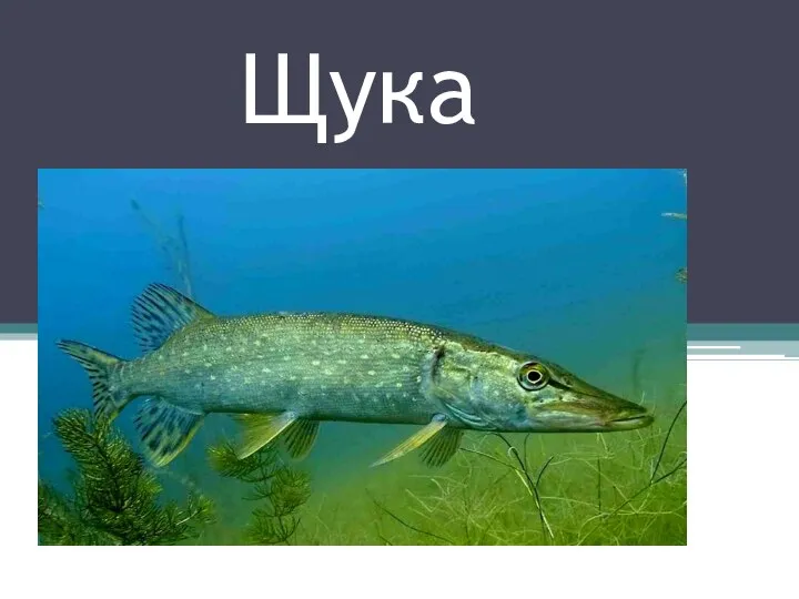 Щука