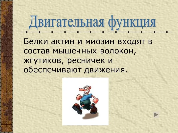 Белки актин и миозин входят в состав мышечных волокон, жгутиков, ресничек и обеспечивают движения. Двигательная функция