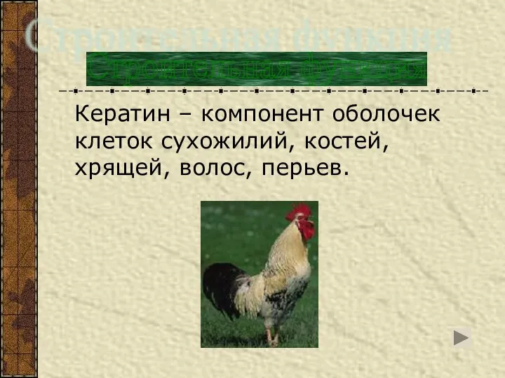 Кератин – компонент оболочек клеток сухожилий, костей, хрящей, волос, перьев. Строительная функция