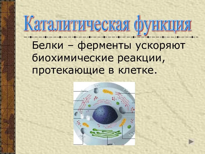 Белки – ферменты ускоряют биохимические реакции, протекающие в клетке. Каталитическая функция