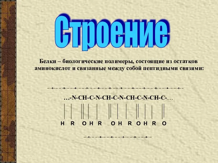 Белки – биологические полимеры, состоящие из остатков аминокислот и связанные между собой