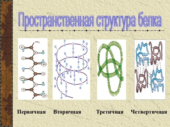 Третичная Четвертичная Пространственная структура белка Первичная Вторичная