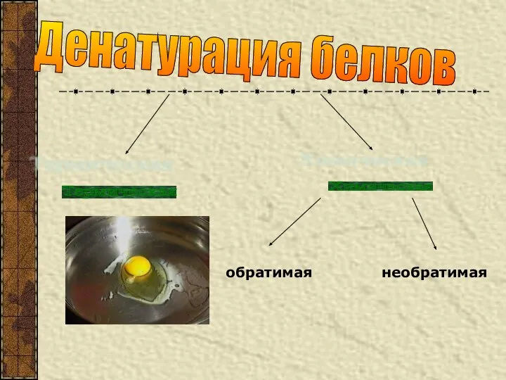 обратимая необратимая Денатурация белков Термическая Химическая