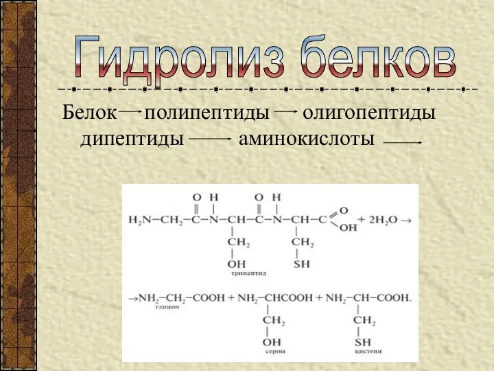 Белок полипептиды олигопептиды дипептиды аминокислоты Гидролиз белков