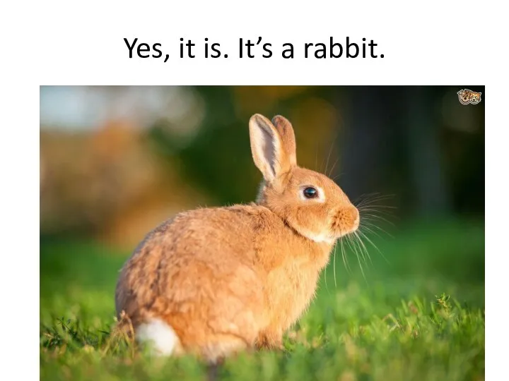 Yes, it is. It’s a rabbit.