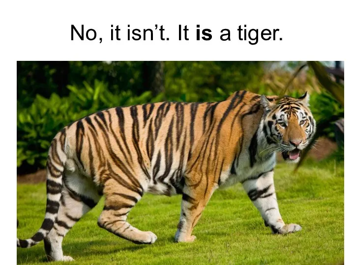 No, it isn’t. It is a tiger.