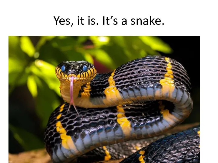 Yes, it is. It’s a snake.