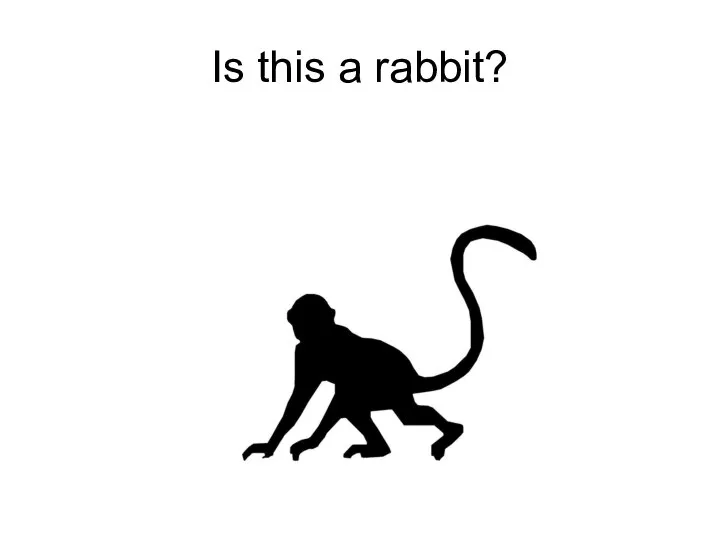 Is this a rabbit?