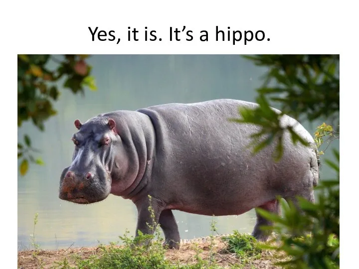 Yes, it is. It’s a hippo.