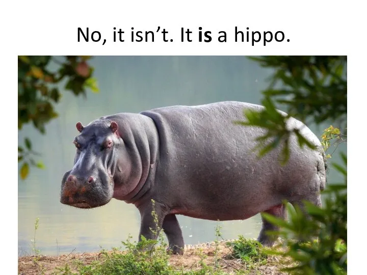 No, it isn’t. It is a hippo.