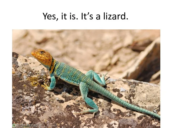 Yes, it is. It’s a lizard.