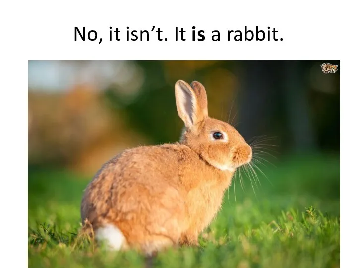 No, it isn’t. It is a rabbit.