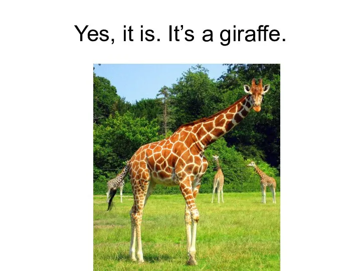Yes, it is. It’s a giraffe.