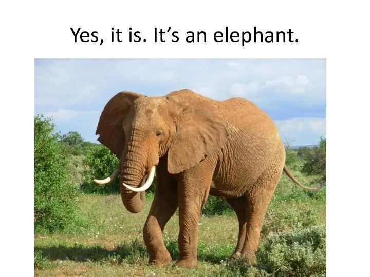 Yes, it is. It’s an elephant.
