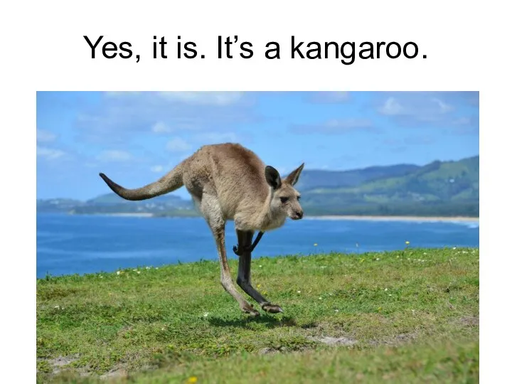 Yes, it is. It’s a kangaroo.