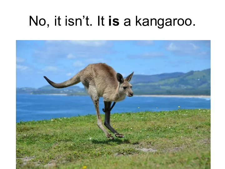 No, it isn’t. It is a kangaroo.