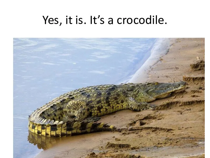 Yes, it is. It’s a crocodile.