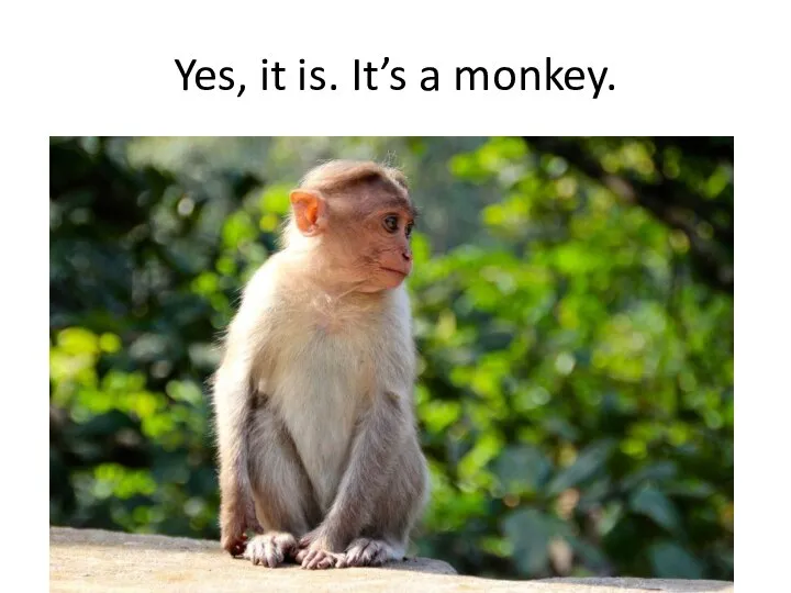 Yes, it is. It’s a monkey.