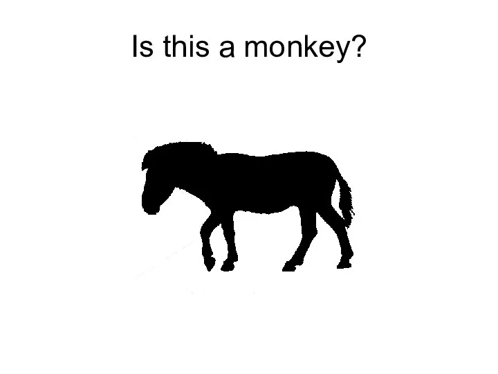 Is this a monkey?